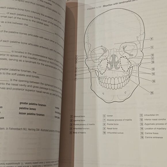 Dental Anatomy Coloring Book 4th Edition - Picture 8 of 15